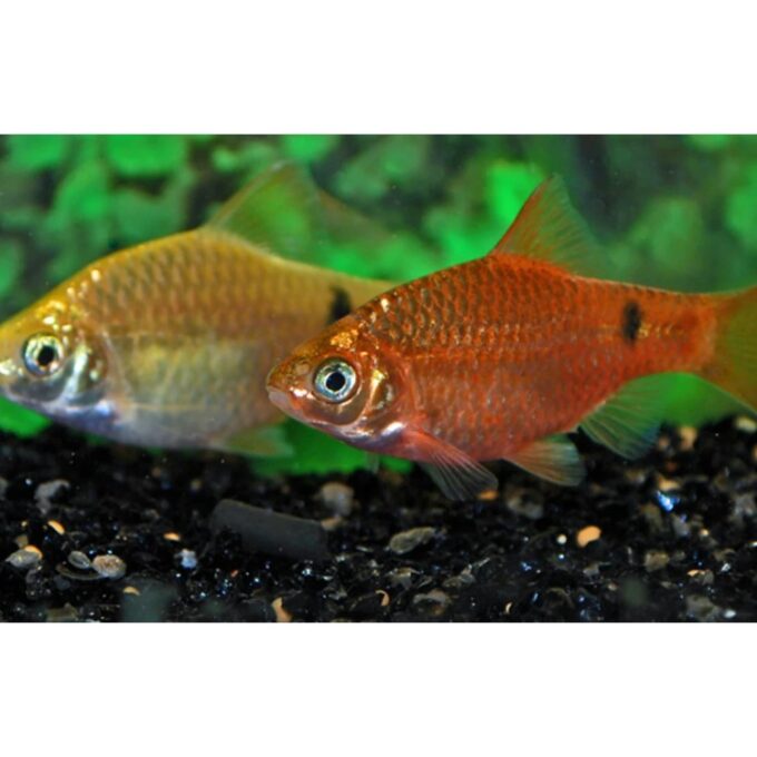 Barbus conchonius neon orange supercolor