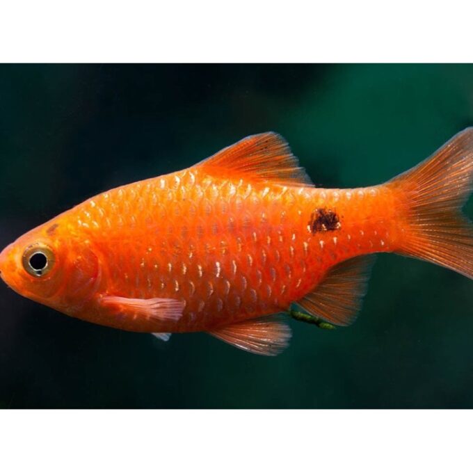 Barbus conchonius orange