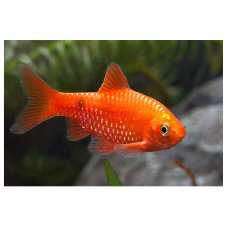 Barbus conchonius red