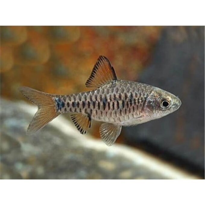 Barbus oligolepsis