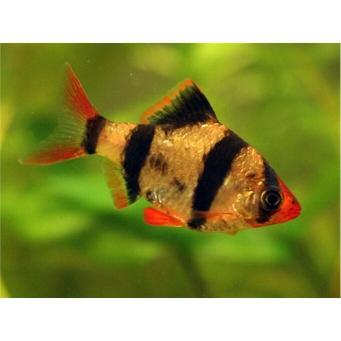 Barbus Tetrazona 1 Barbus Tetrazona