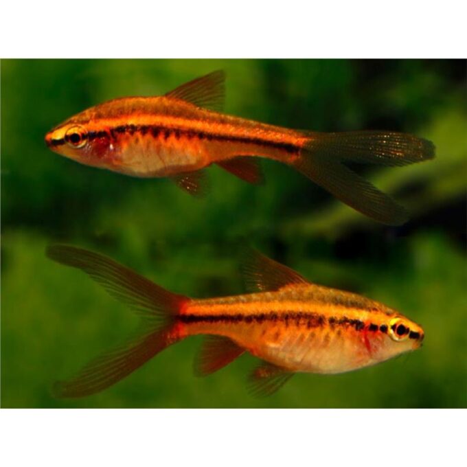 Barbus titteya long fin