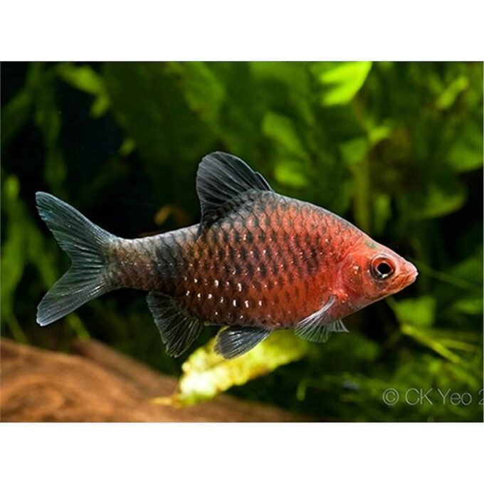 Barbus/Puntius nigrofasciatus