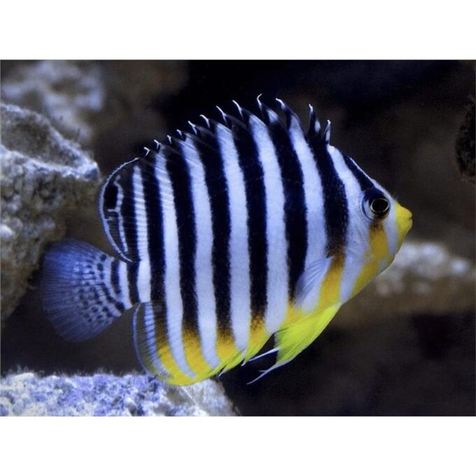 Barred angelfish (Paracentropyge multifasciata)