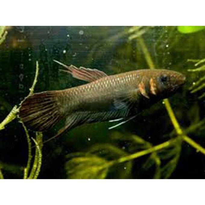 Betta foerschi 1 1 pairs
