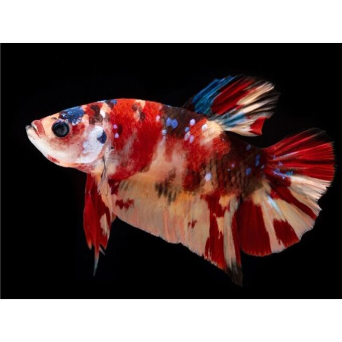Betta giant koi mascul