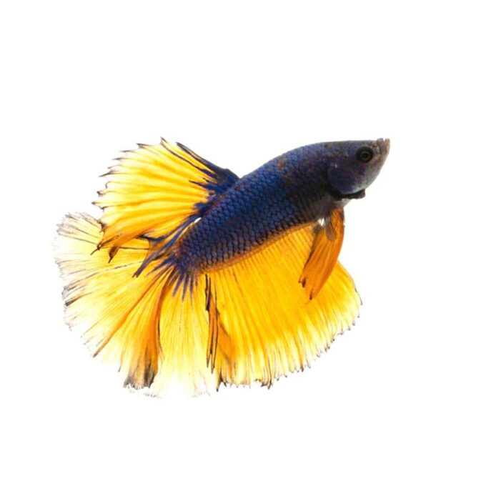 Betta Halfmoon Mustard Male