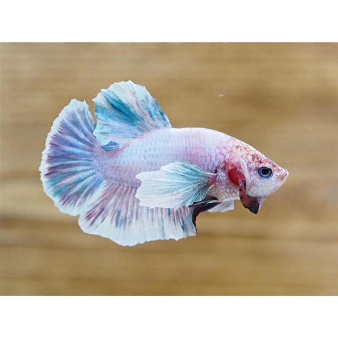 Betta halfmoon plakat mix Mascul