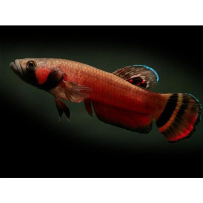 Betta macrostoma