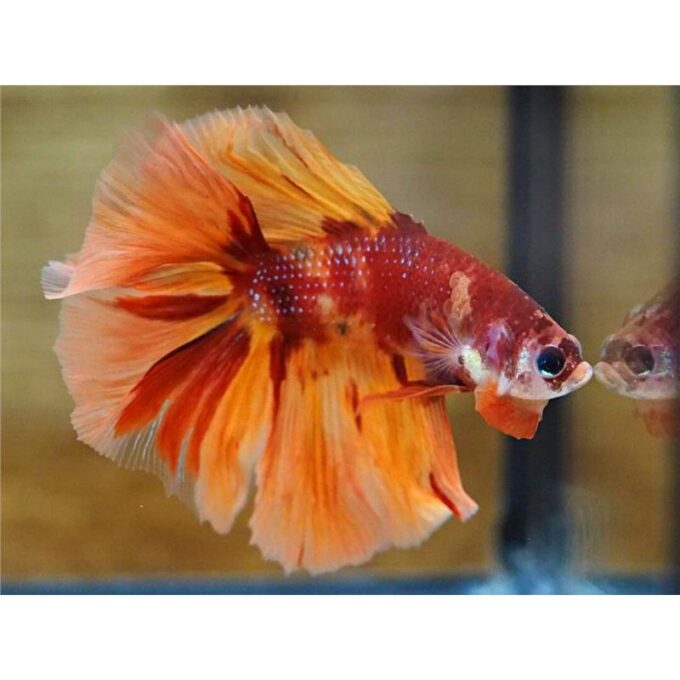 Betta Nemo long tail mascul