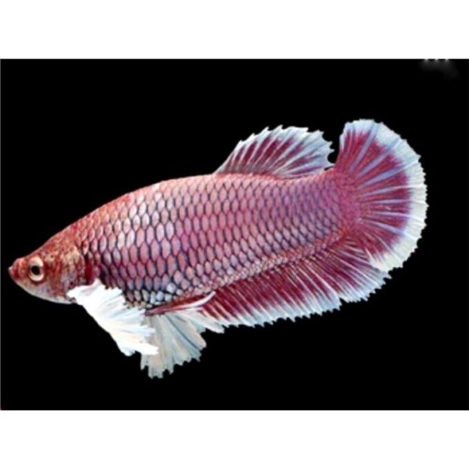Betta Plakat Big Ears Female Mix