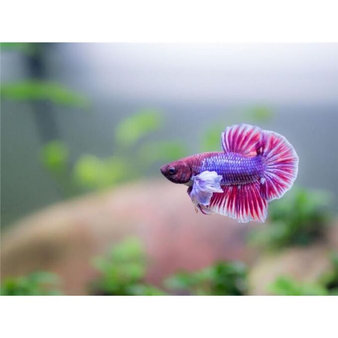 Betta plakat elephant ear