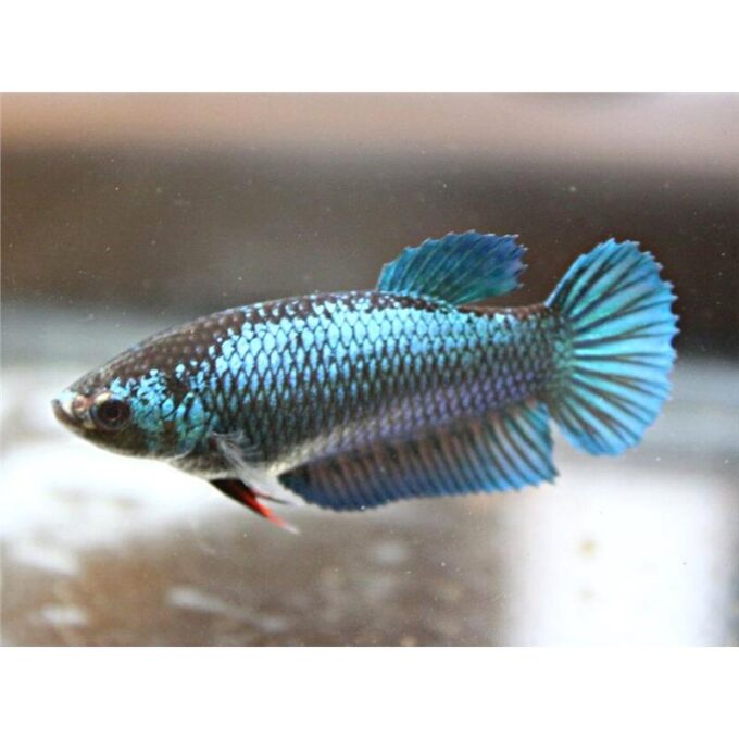Betta Plakat Female Mix