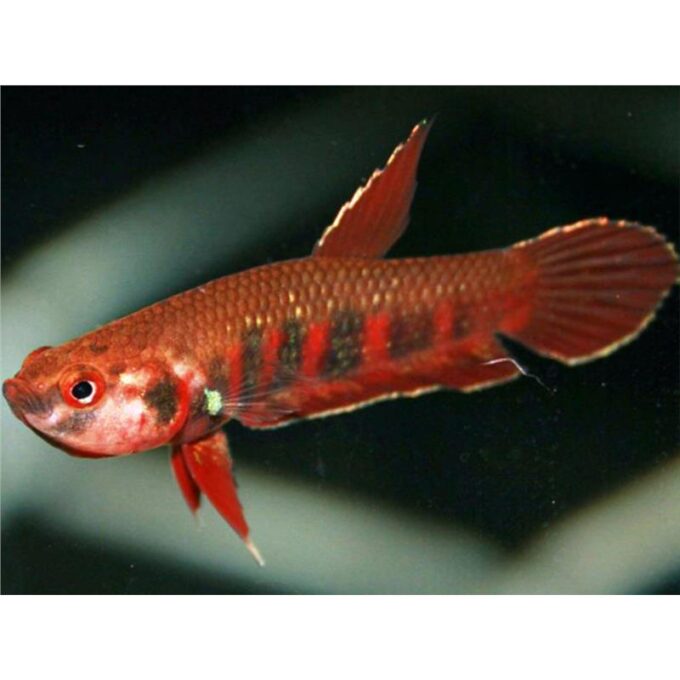 Betta rubra