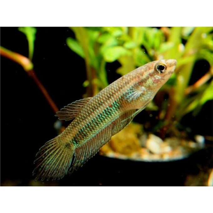 Betta simorum