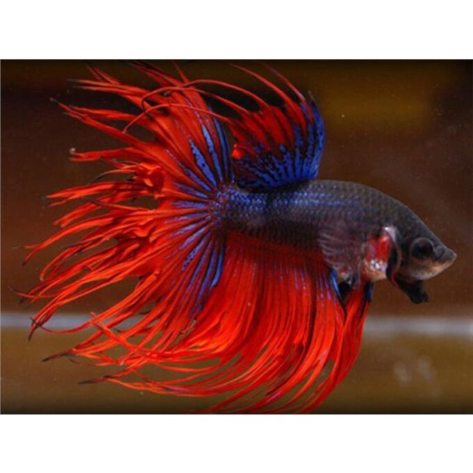 Betta spl. male crowntail mix