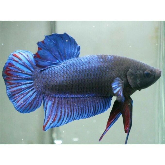 Betta spl. male giant A grade