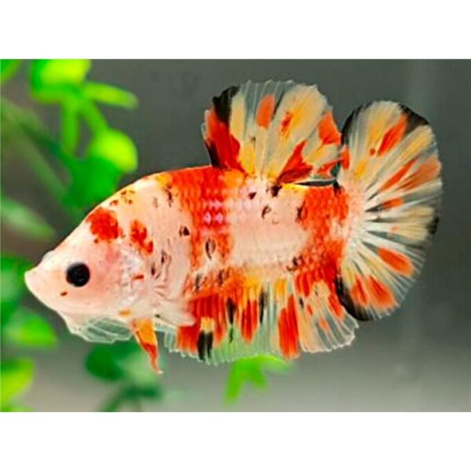 Betta spl. male giant nemo