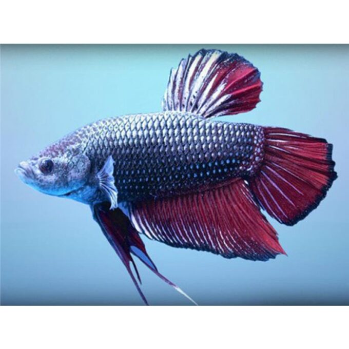 Betta spl. male short fin