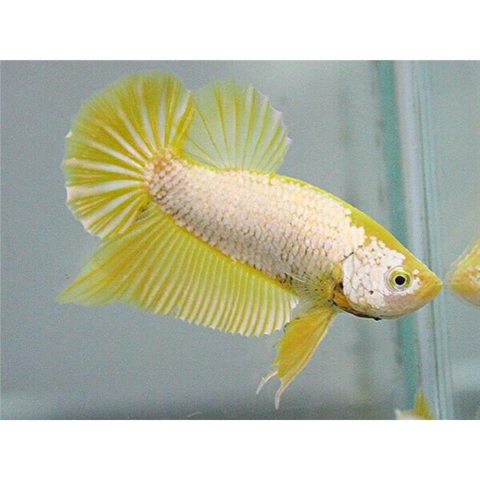 Betta spl. Mascul plakat halfmoon yellow L