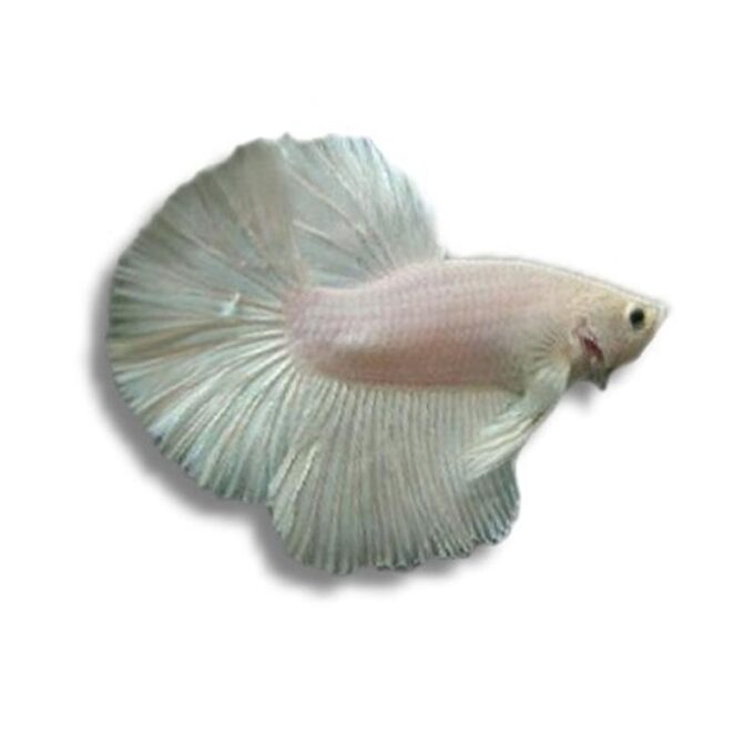 Betta Splendens alb M