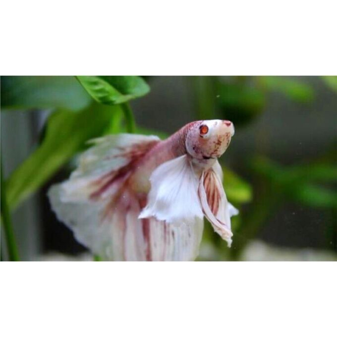 Betta splendens albino M