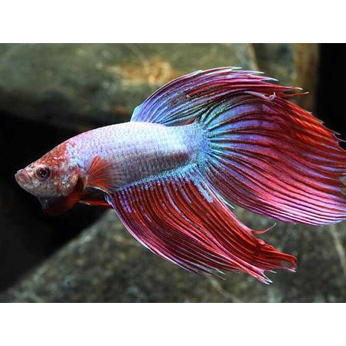 Betta splendens cambodian M