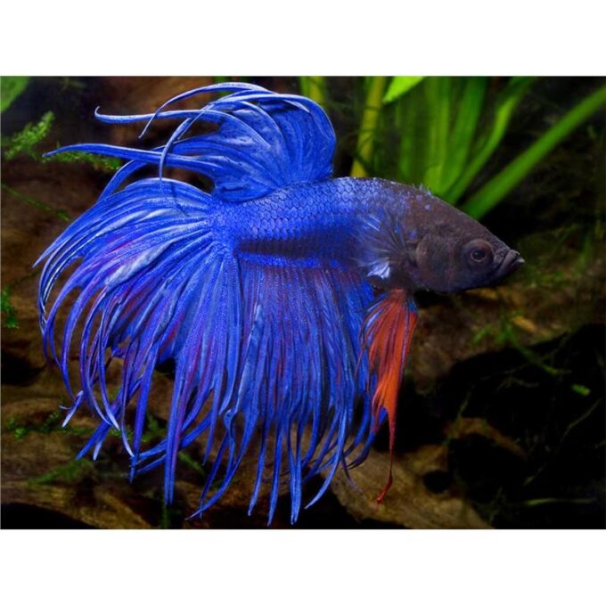 Betta splendens crowntail blue mascul