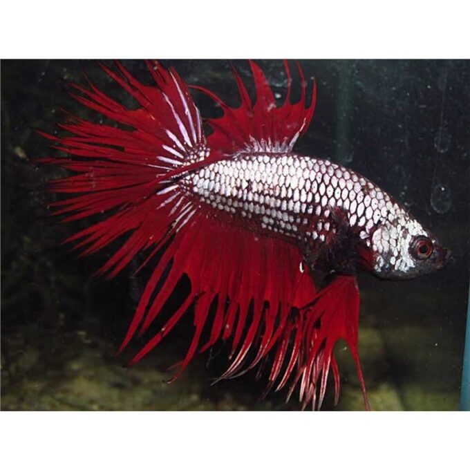 Betta splendens dragon mix M