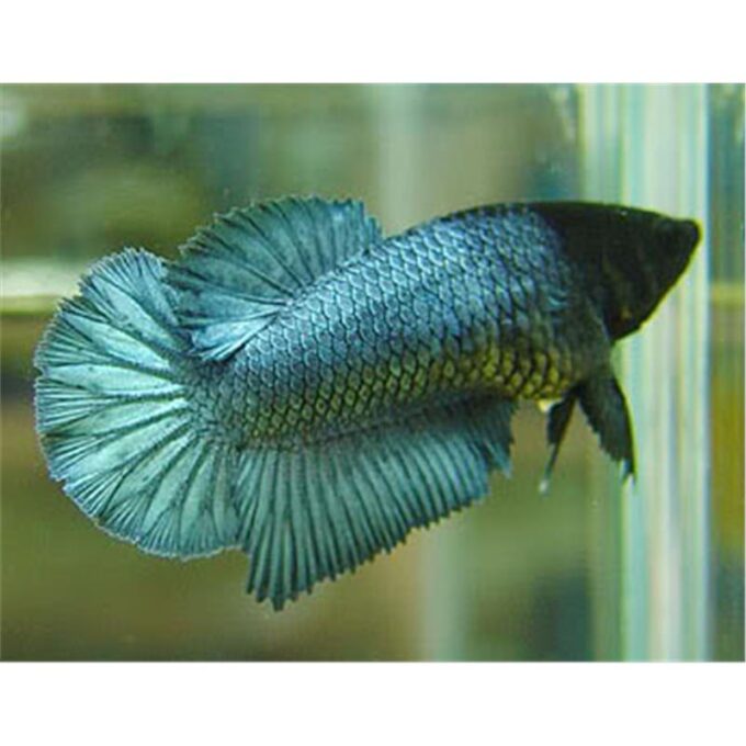 Betta splendenstf halfmoon