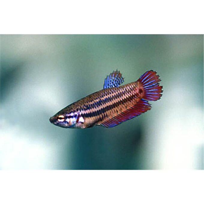 Betta Splendens Femela