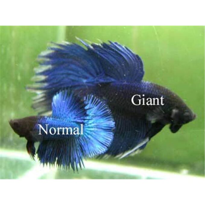 Betta splendens giant