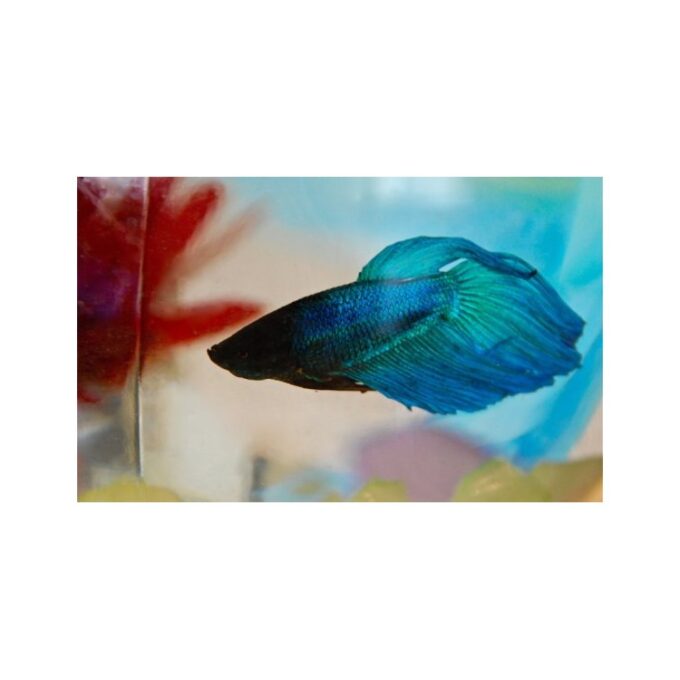 Betta splendens green M