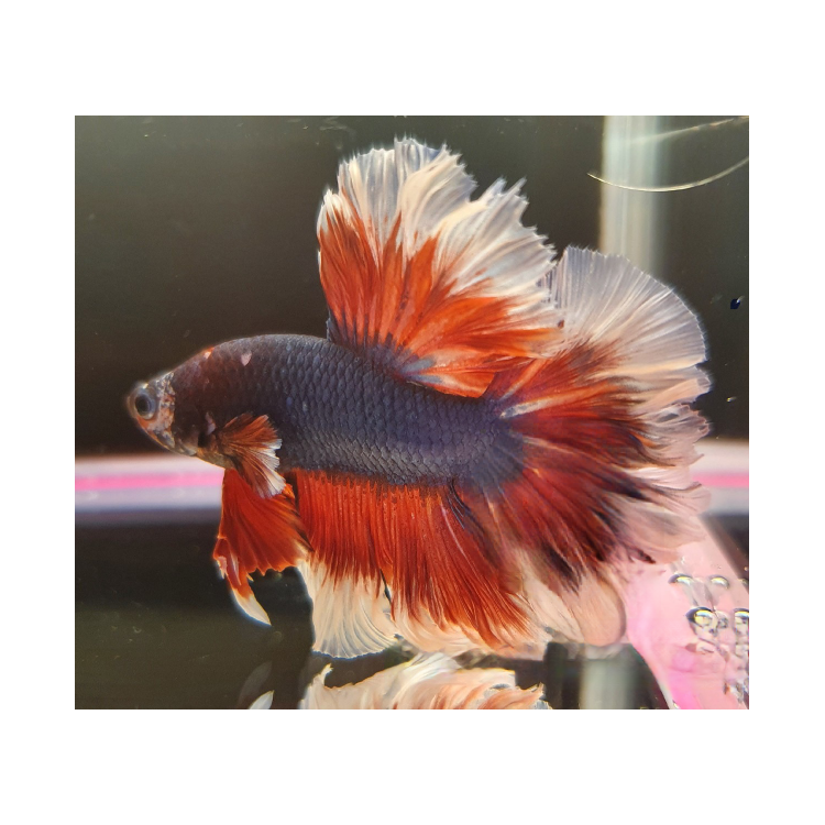 Betta splendens halfmoon butterfly mascul