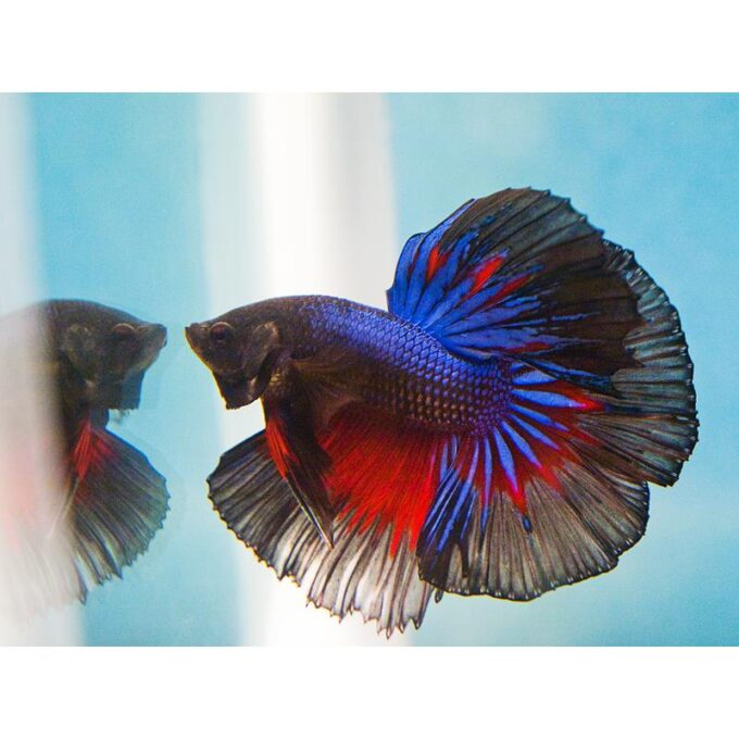 Betta Splendens Halfmoon M mix(poate varia coloritul)