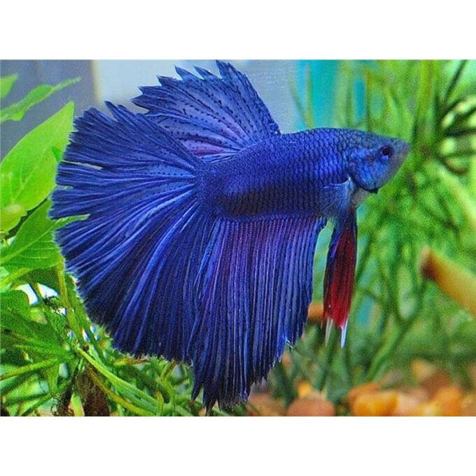 Betta splendens Libby M mix