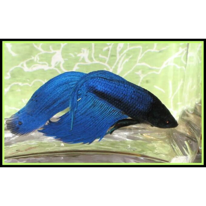 Betta Splendens M blue