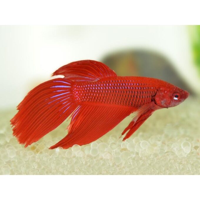 Betta splendens M Rosu XL