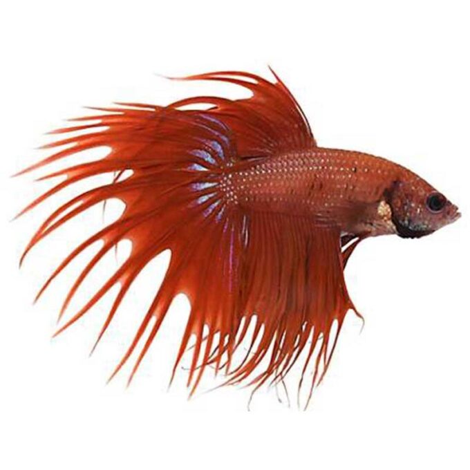Betta splendens male crowntail red