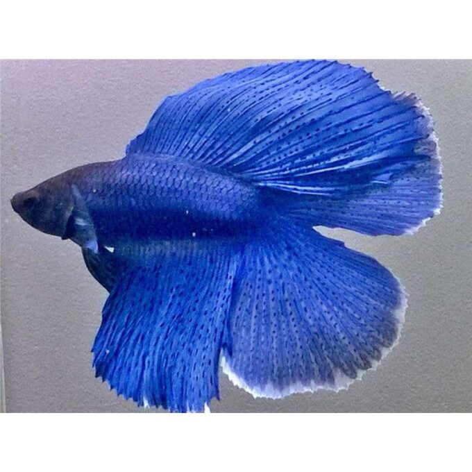 Betta splendens male DoubleTail blue