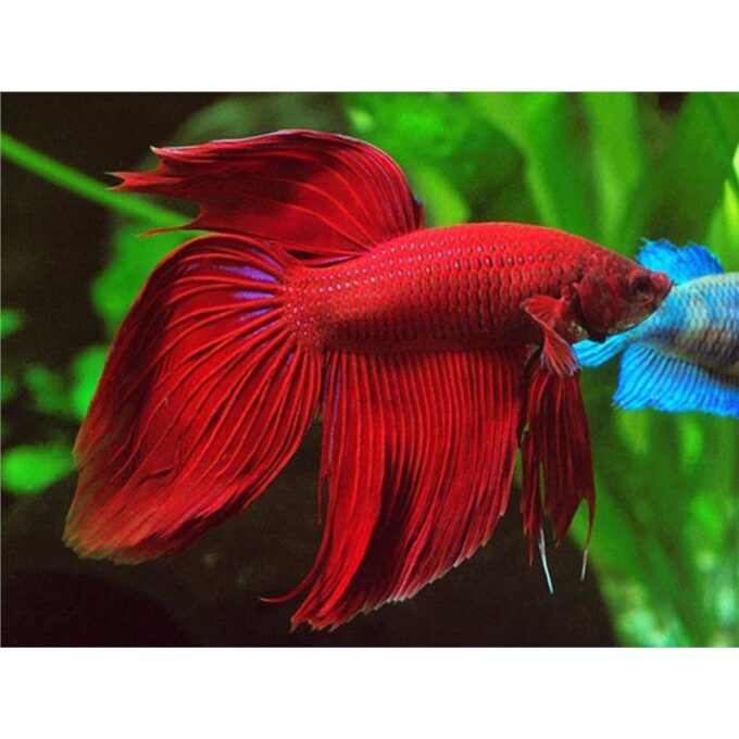 Betta splendens male DoubleTail red
