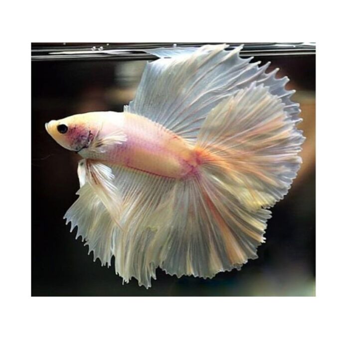 Betta splendens male DoubleTail white
