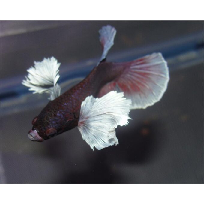 Betta splendens male elephant ear