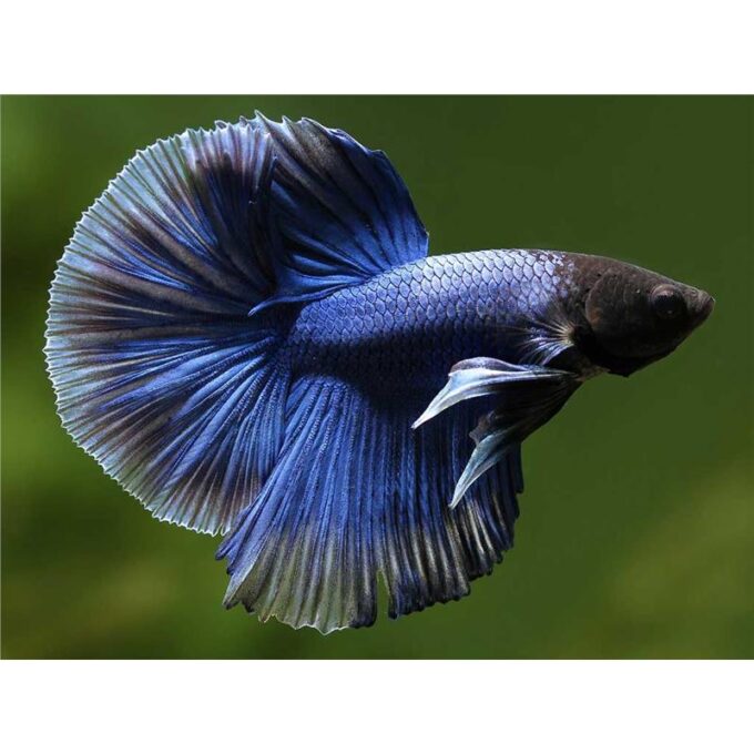 Betta splendens male HalfMoon blue