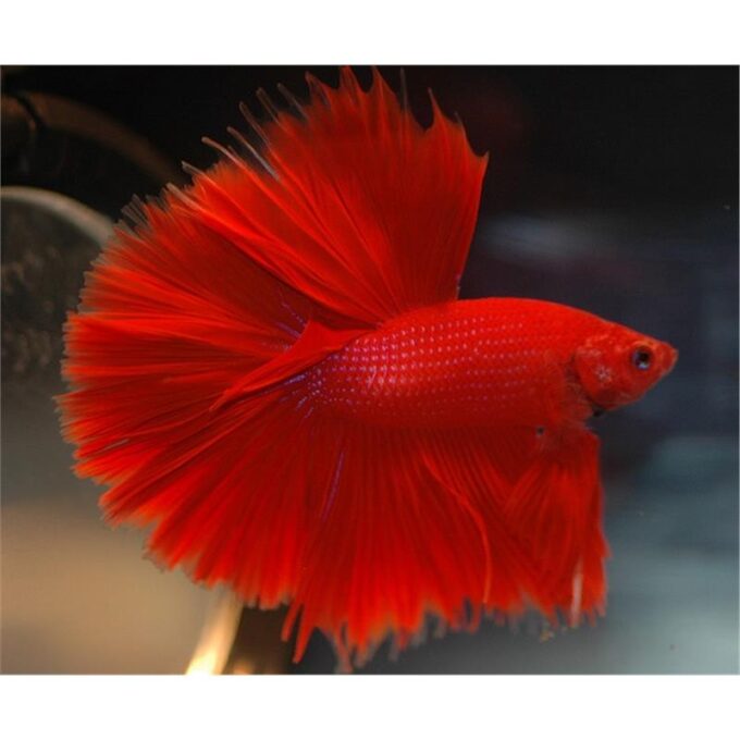 Betta  Splendens Male Halfmoon Red