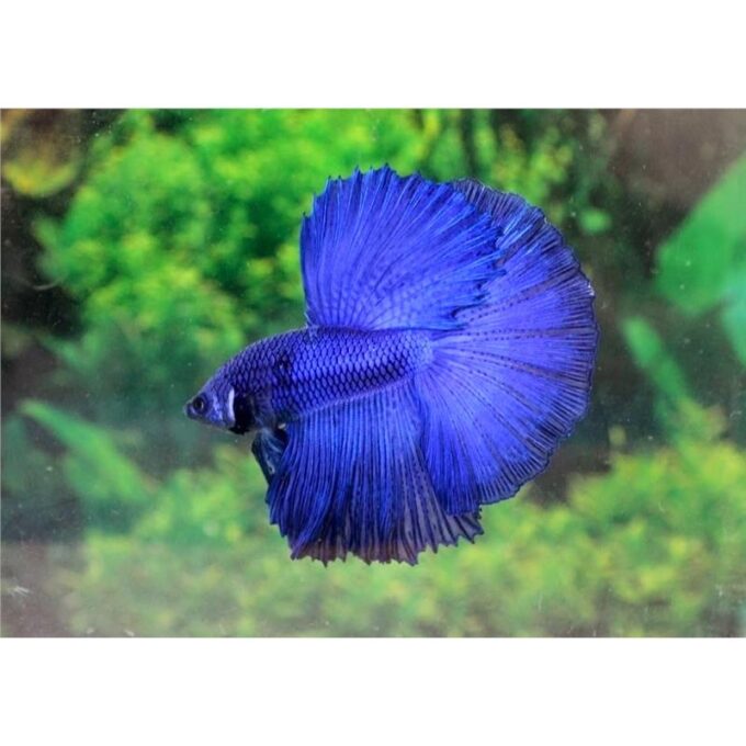 Betta splendens super delta M mix(poate varia coloritul)