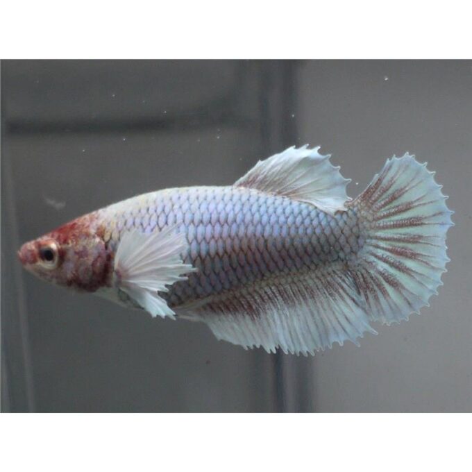 Betta splendens SuperDelta big ear F