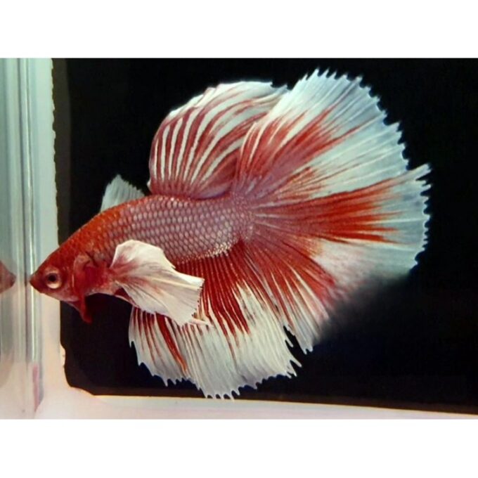 Betta splendens SuperDelta big ear Mascul