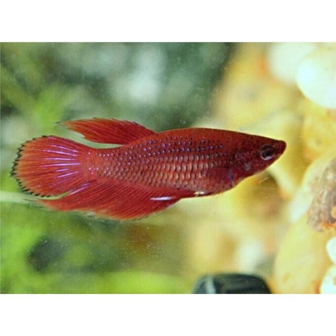 Betta splendens wild red female