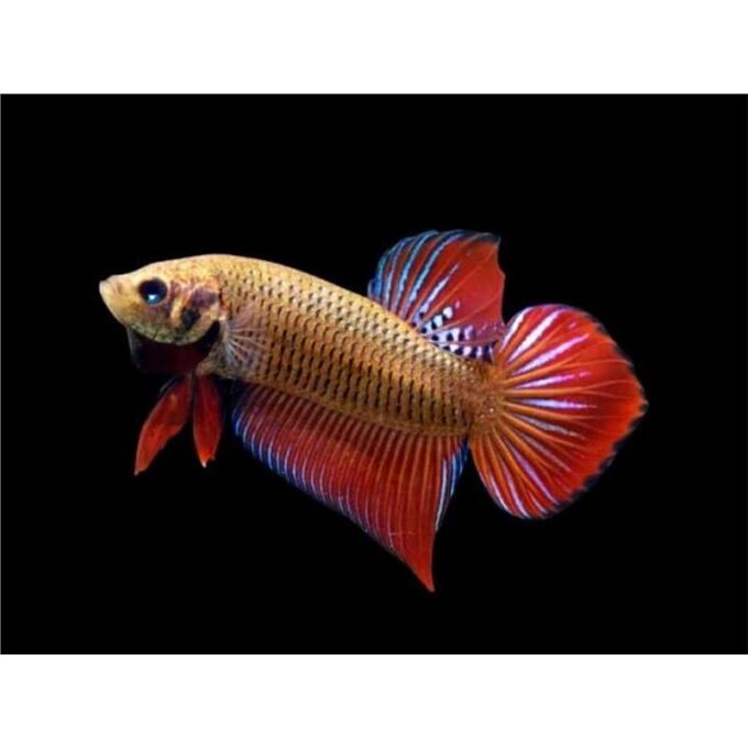 Betta splendens wild red male